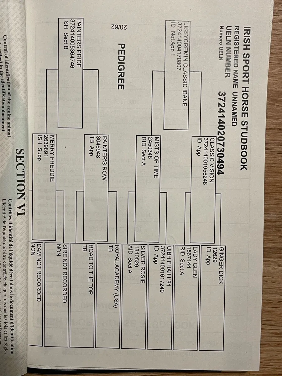 15.2h 4 year old mare - Image 3