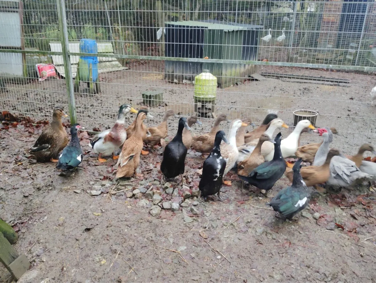 Laying Ducks for Sale - Image 1