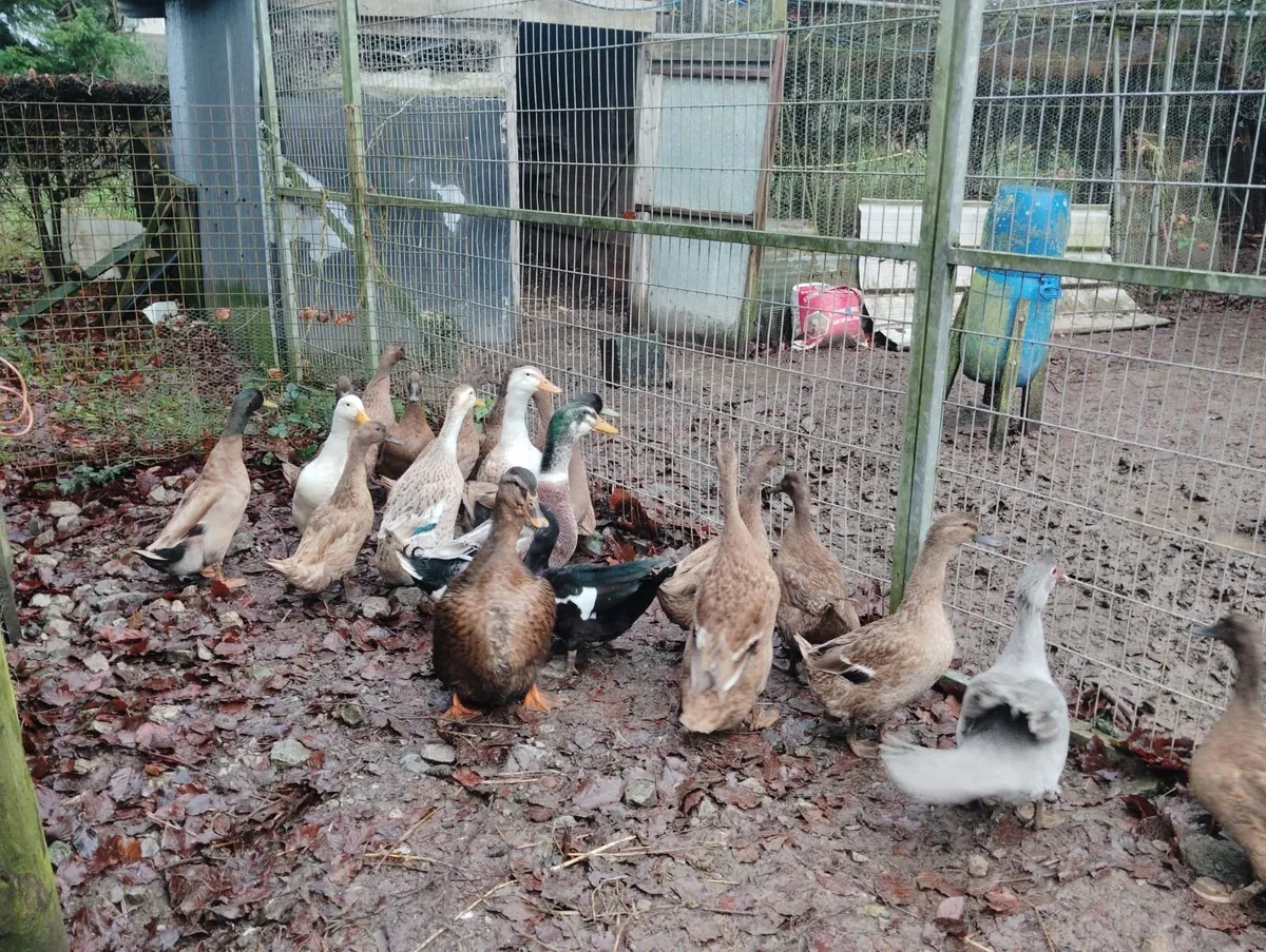 Laying Ducks for Sale - Image 2
