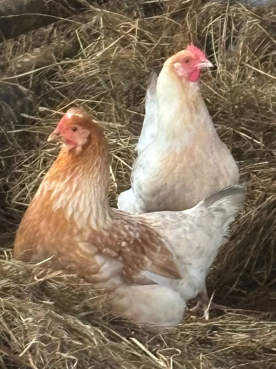 3 Point of Lay Pulletts for Sale - Image 2