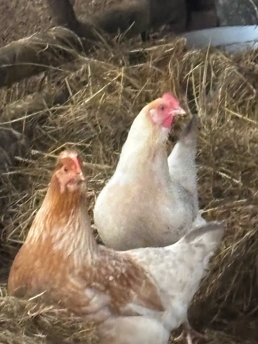 3 Point of Lay Pulletts for Sale - Image 1