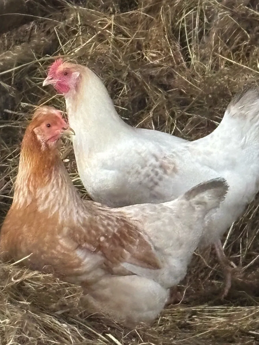 3 Point of Lay Pulletts for Sale - Image 3