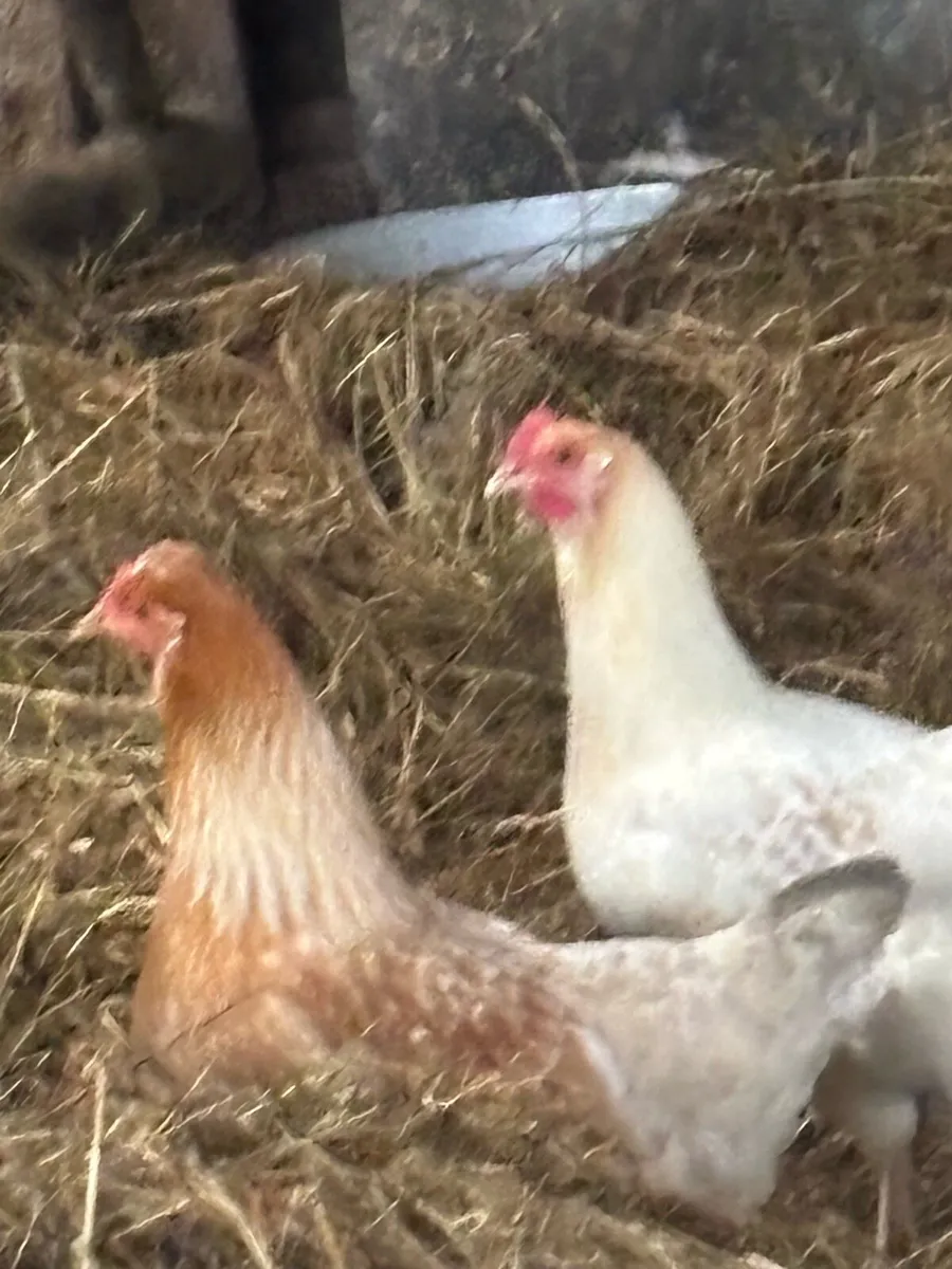 3 Point of Lay Pulletts for Sale - Image 4