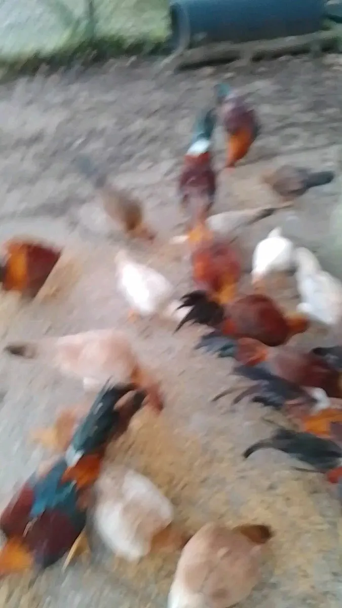 Cocks for sale - Image 1