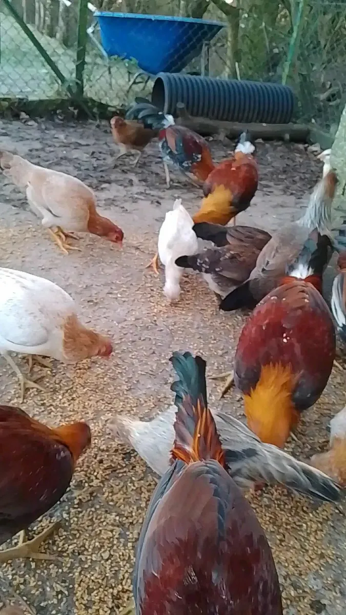 Cocks for sale - Image 2