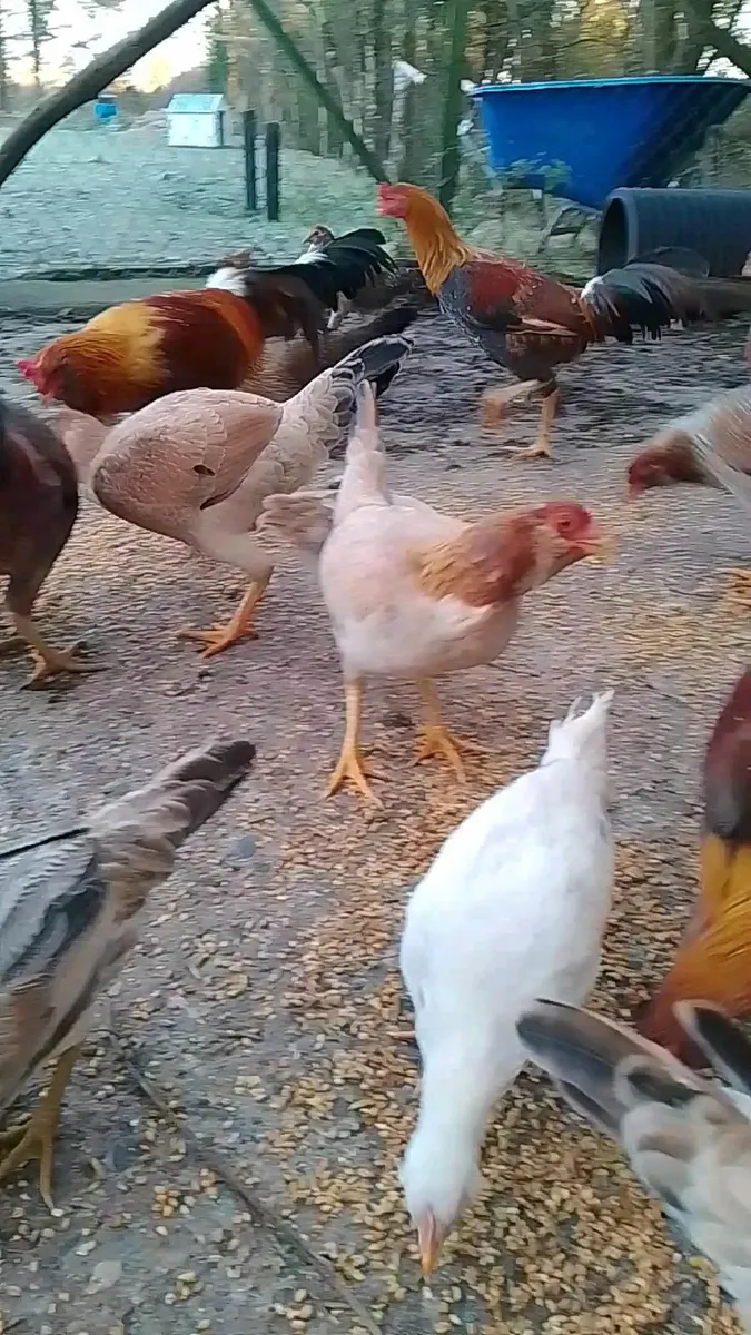 Cocks for sale - Image 3