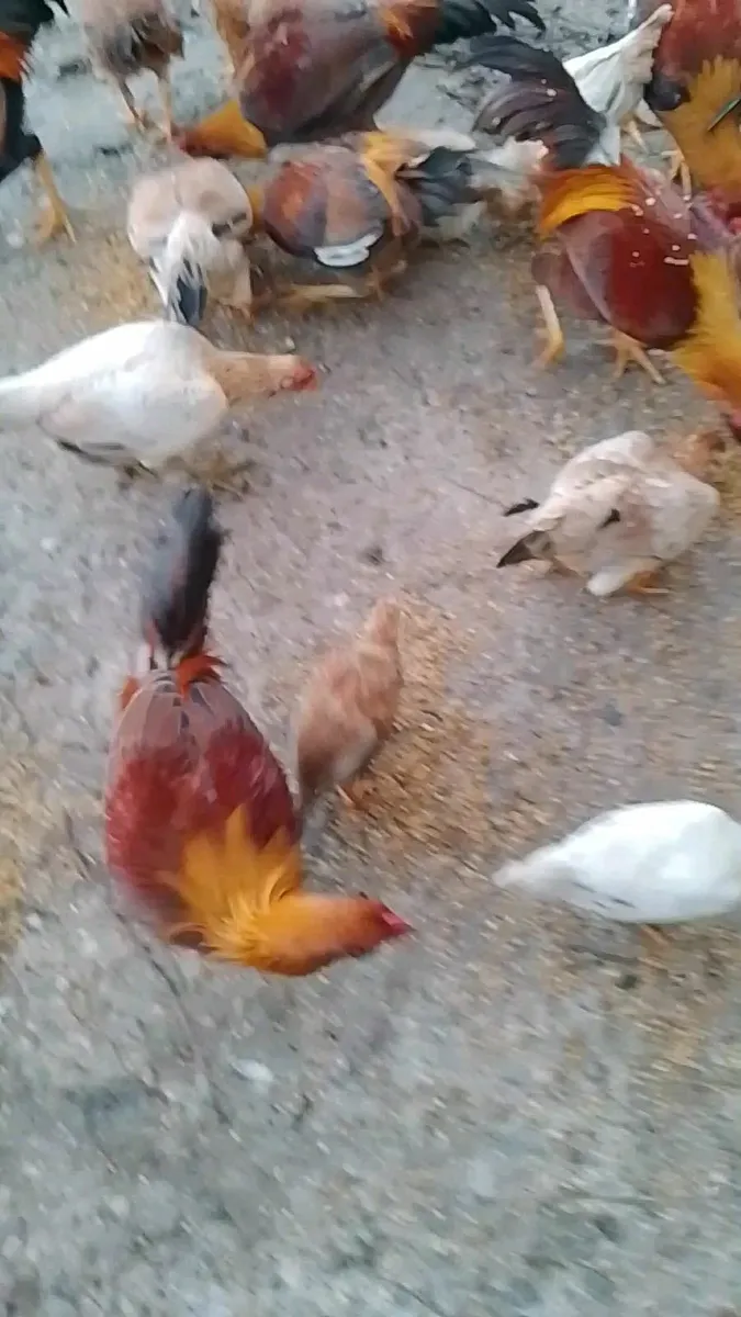 Cocks for sale - Image 4