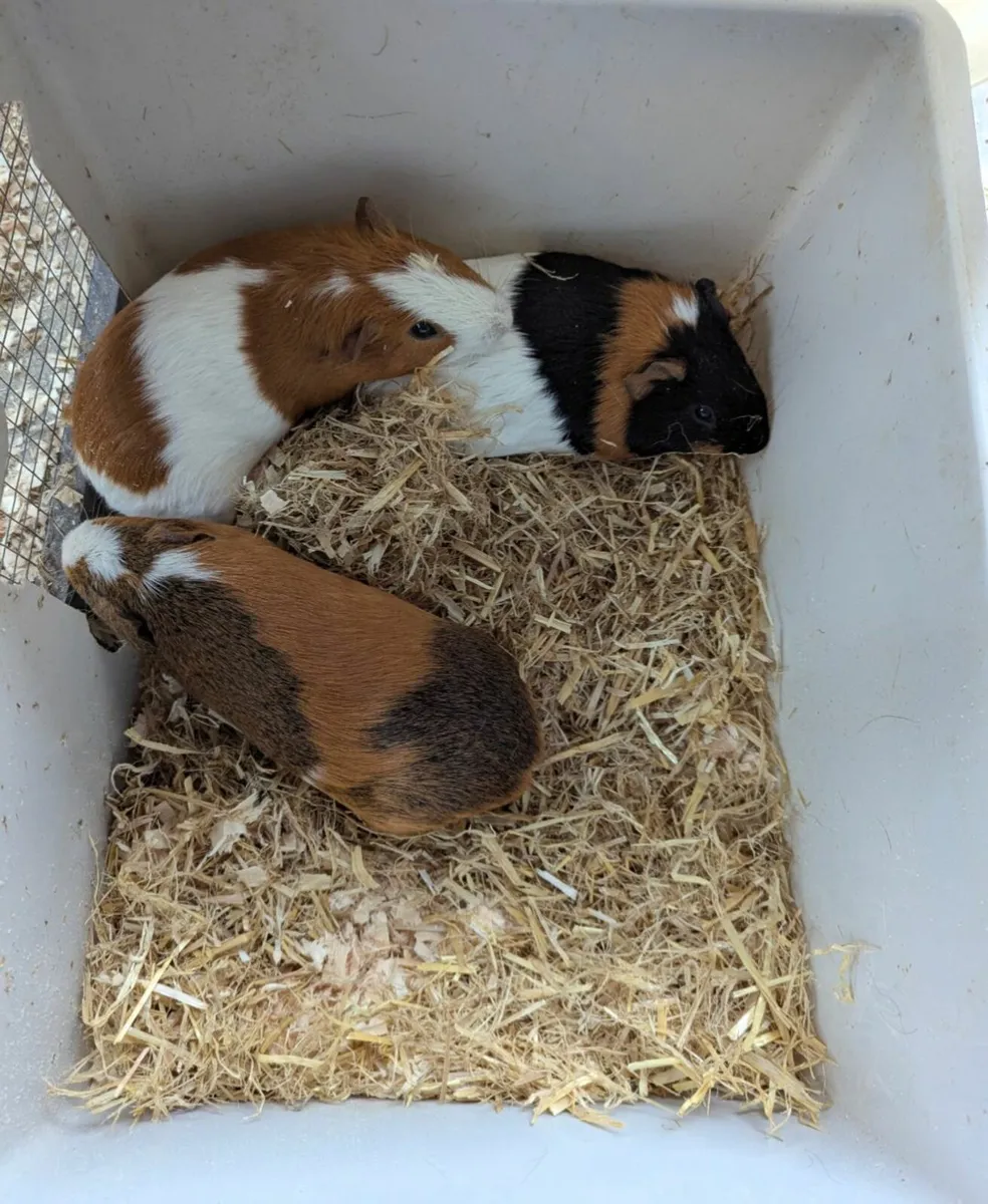 Guinea pigs, fish and cages - Image 1