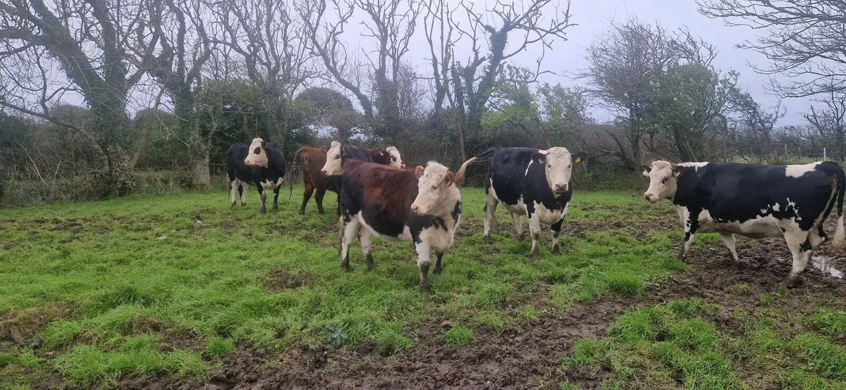 Incalf heifers Enniscorthy Mart Tuesday 9th Decemb - Image 1