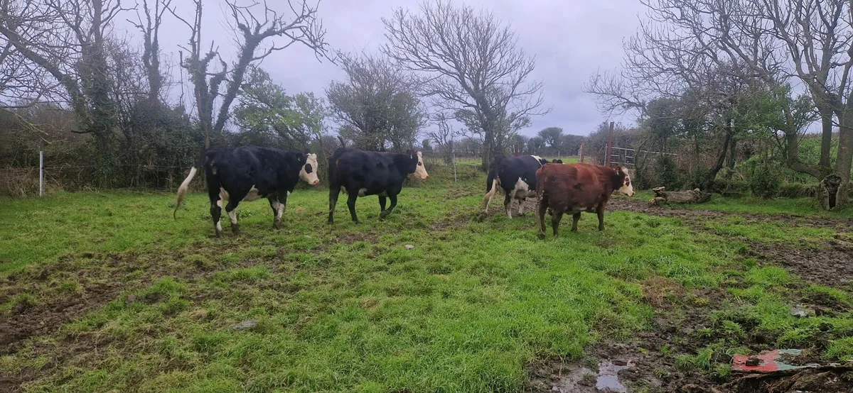 Incalf heifers Enniscorthy Mart Tuesday 9th Decemb - Image 2