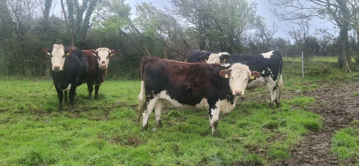 Incalf heifers Enniscorthy Mart Tuesday 9th Decemb - Image 3