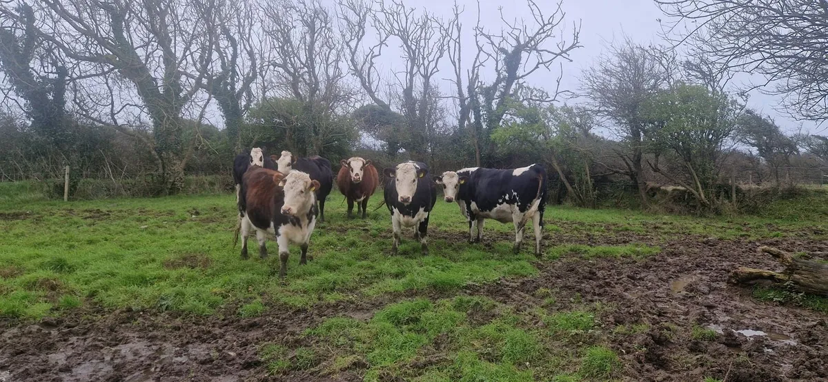 Incalf heifers Enniscorthy Mart Tuesday 9th Decemb - Image 4
