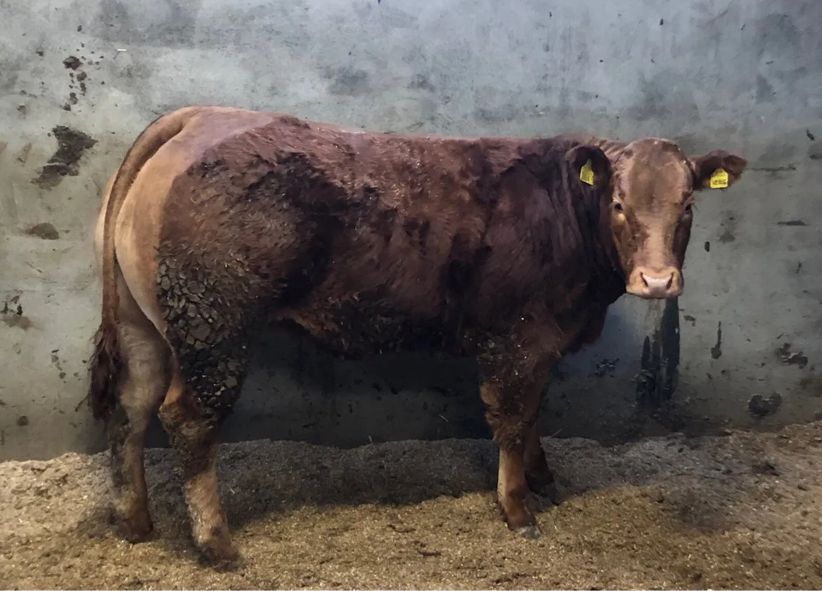 Young Pedigree Limousin Heifer and Bull - Image 1