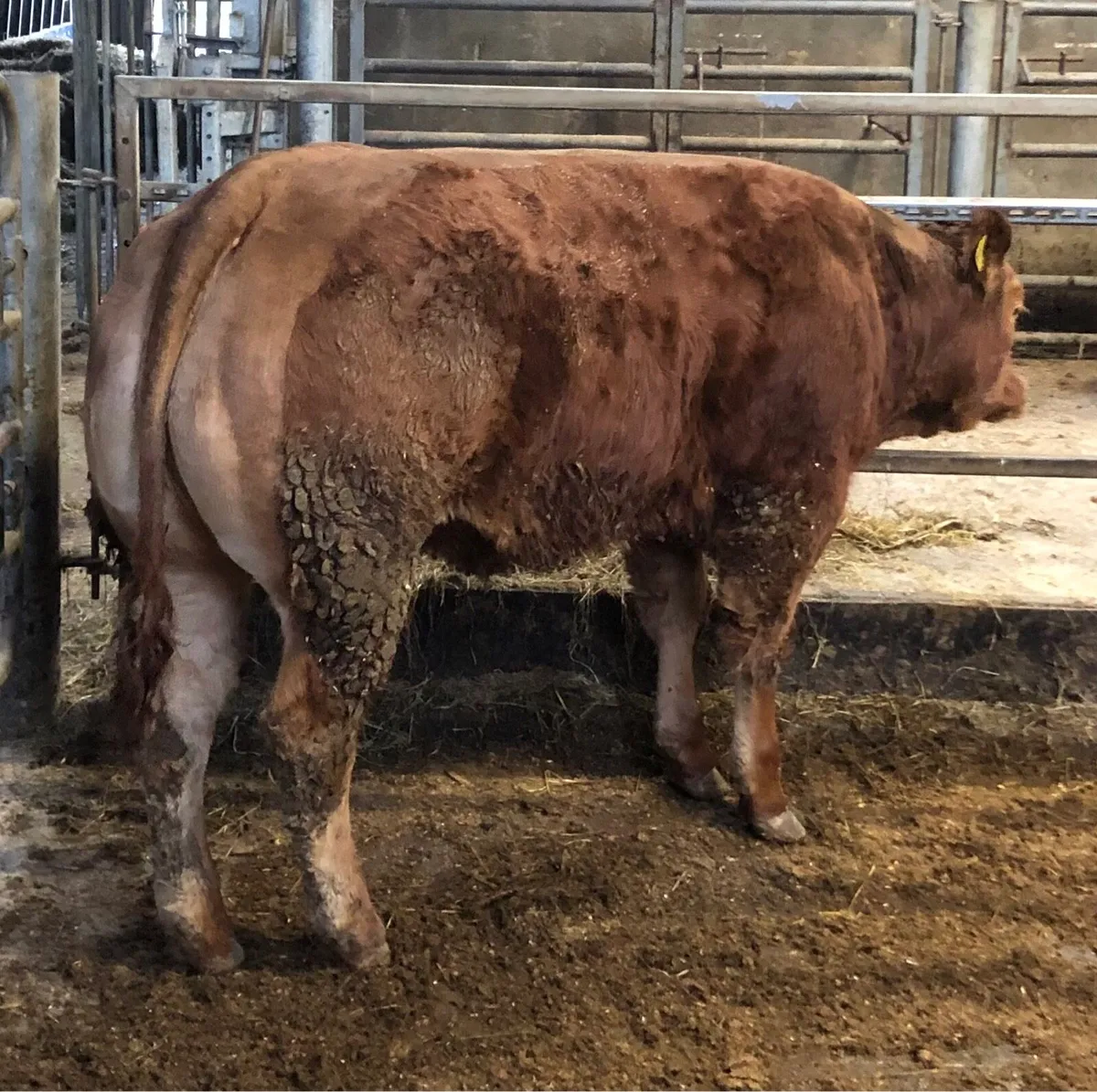 Young Pedigree Limousin Heifer and Bull - Image 2