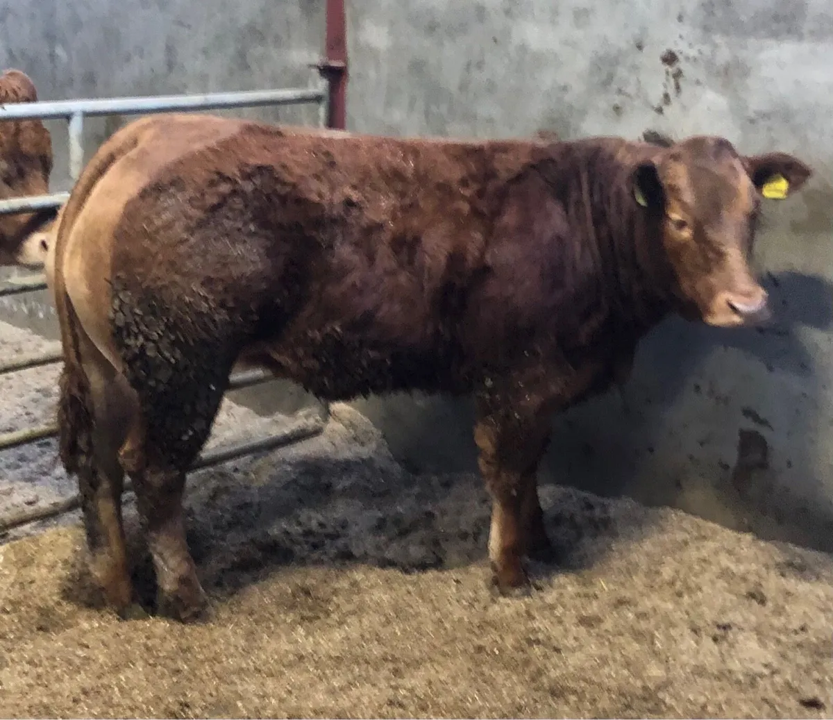 Young Pedigree Limousin Heifer and Bull - Image 3
