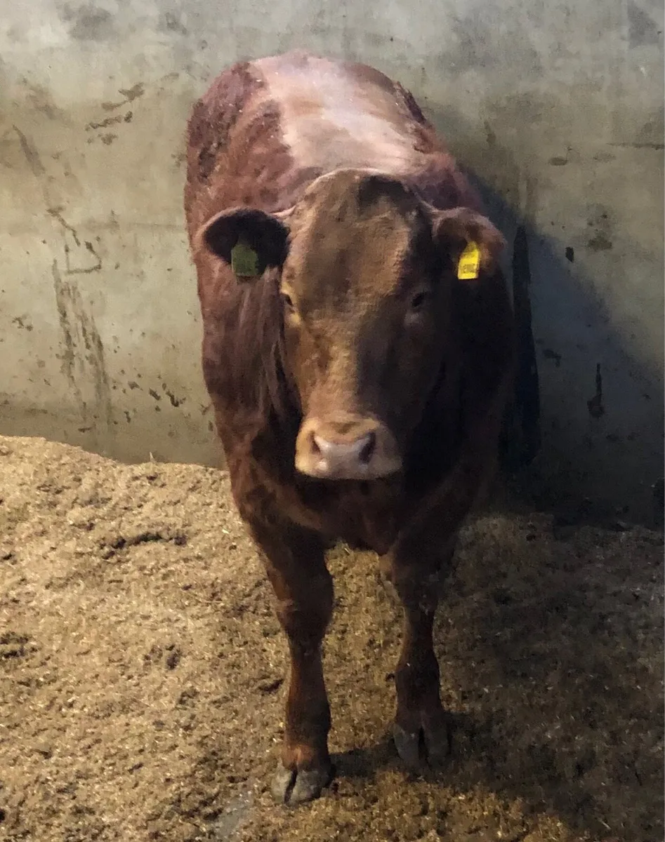 Young Pedigree Limousin Heifer and Bull - Image 4