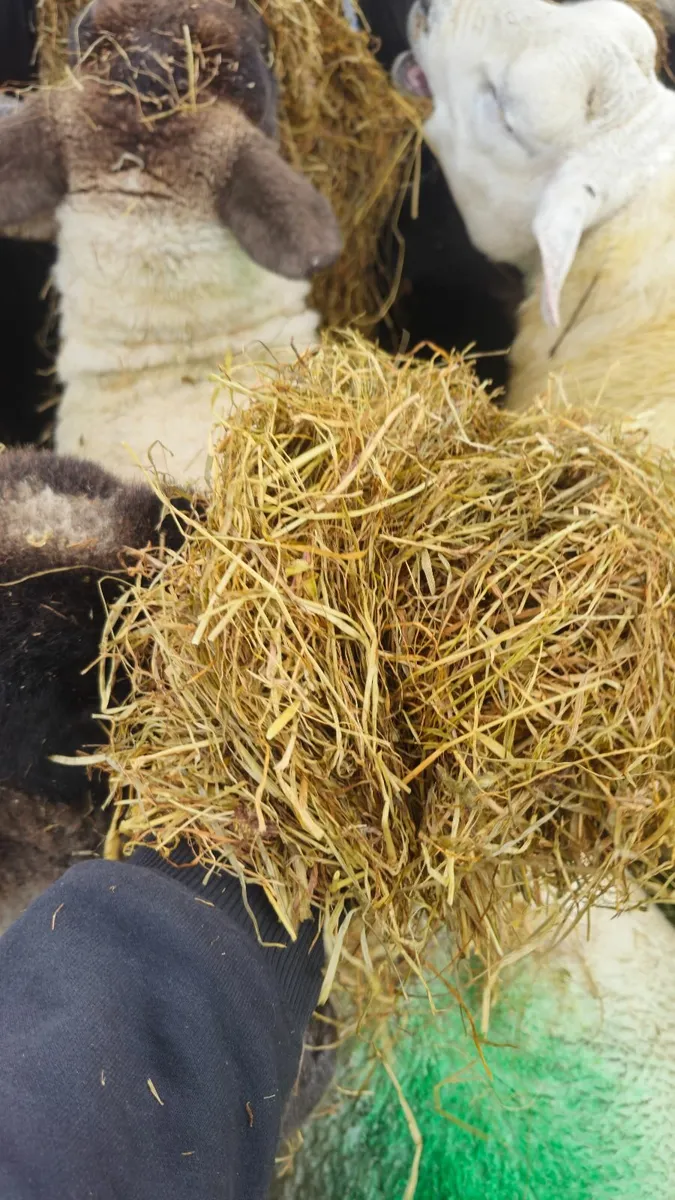 Round bales of Silage. - Image 1
