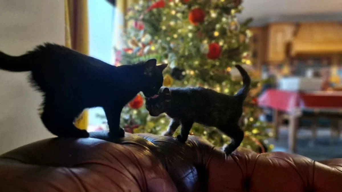 Black kittens - Image 1