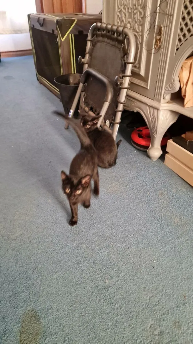 Black kittens - Image 2