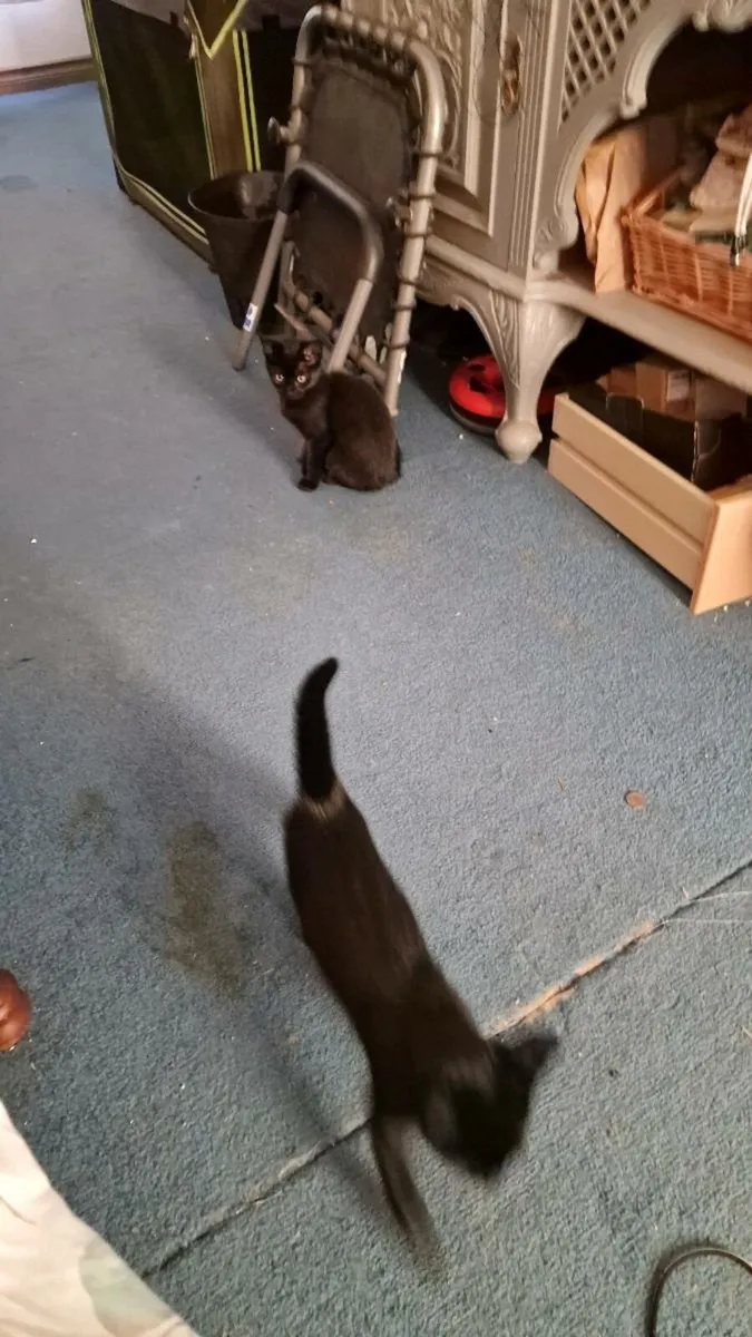 Black kittens - Image 3