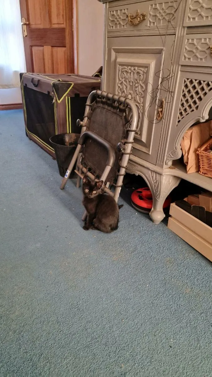 Black kittens - Image 4