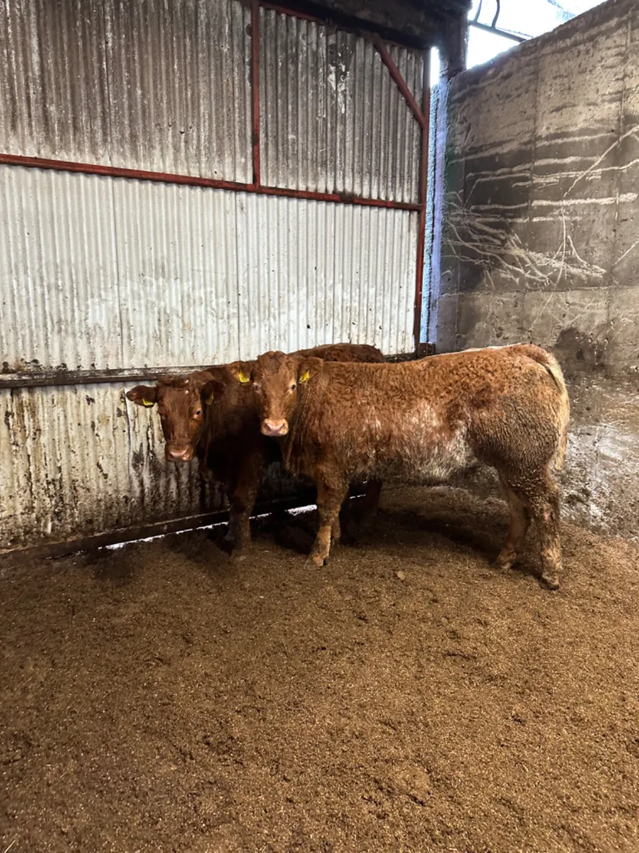 Roaned heifers - Image 2