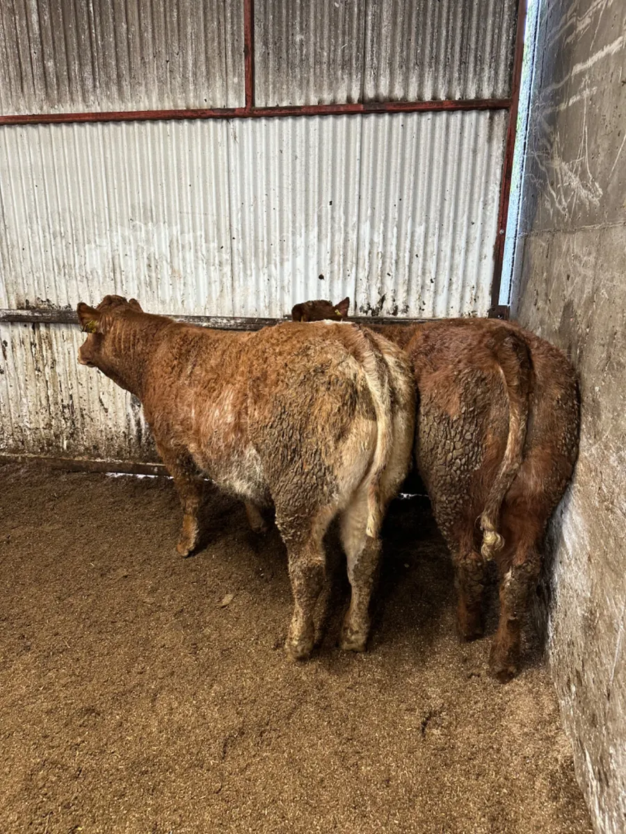 Roaned heifers - Image 3