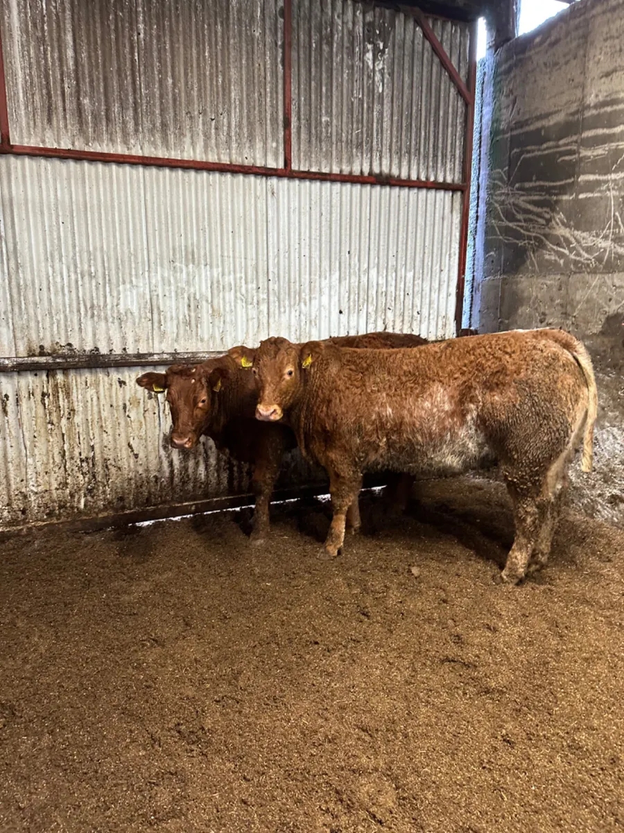 Roaned heifers - Image 1