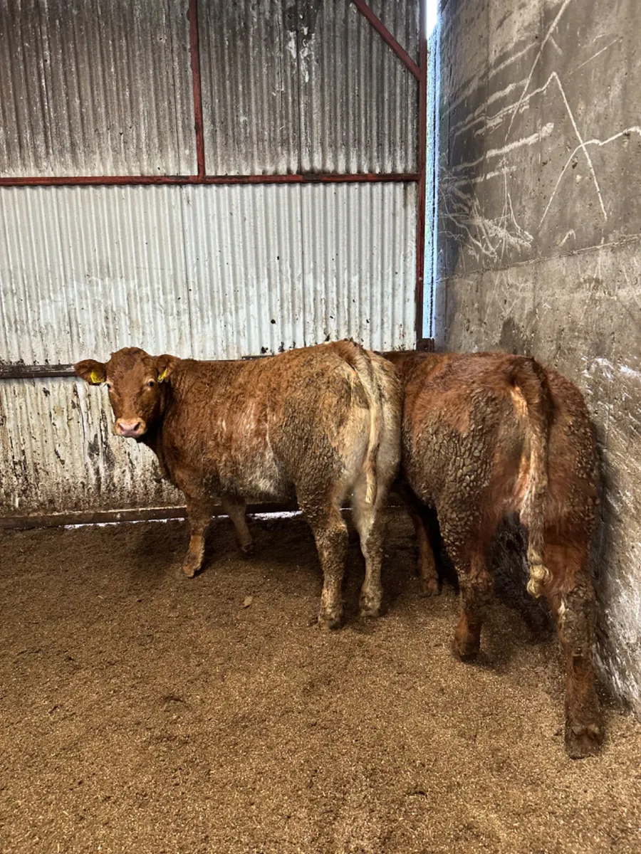 Roaned heifers - Image 4