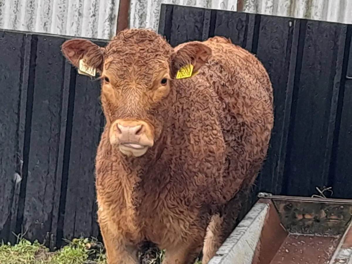 ✨️ 5 Super Heifer Weanlings✨️ - Image 1