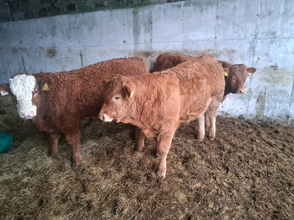 Organic  weanlings - Image 1