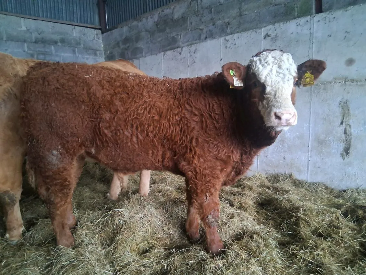 Organic  weanlings - Image 2