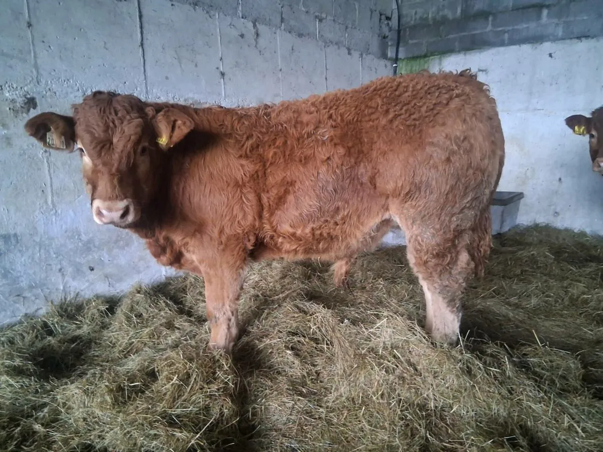 Organic  weanlings - Image 3