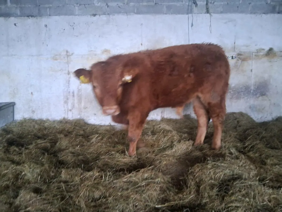 Organic  weanlings - Image 4