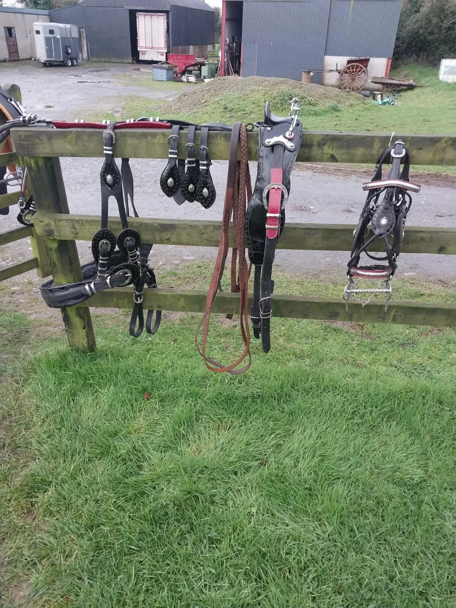 BEAUTIFUL SET OF HORSE SHOE BUCKLE TRADE HARNESS F - Image 4