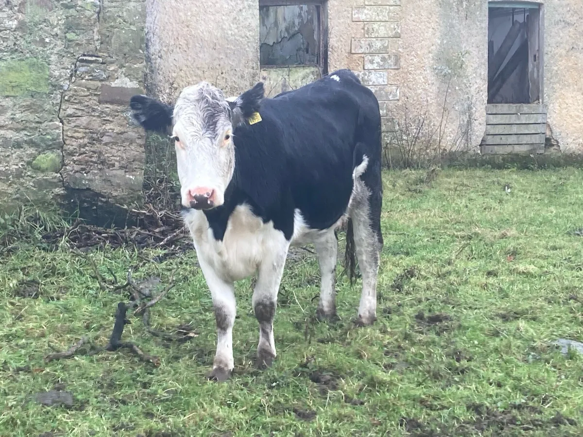 Calved heifer - Image 1