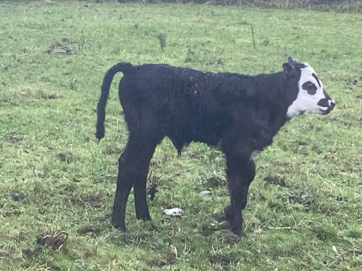 Calved heifer - Image 2