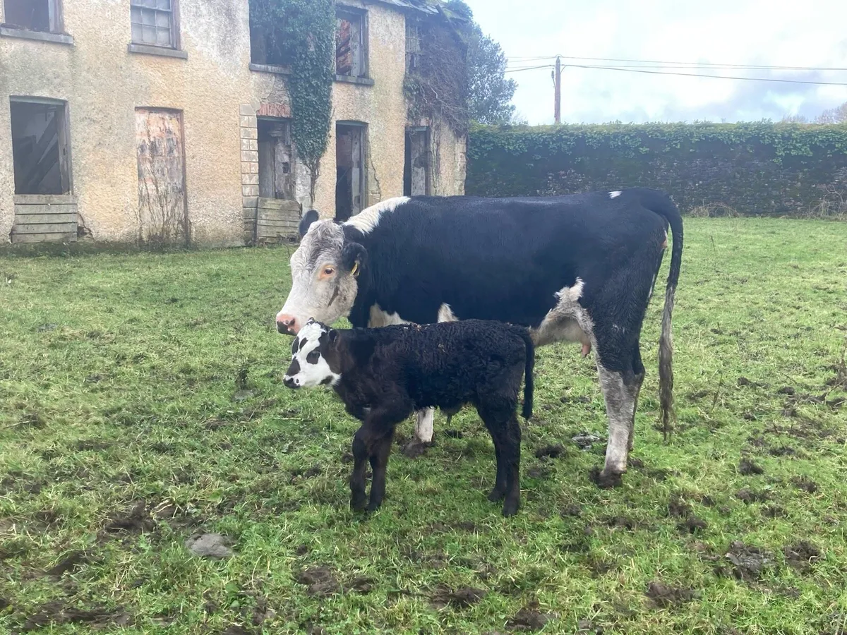 Calved heifer - Image 3