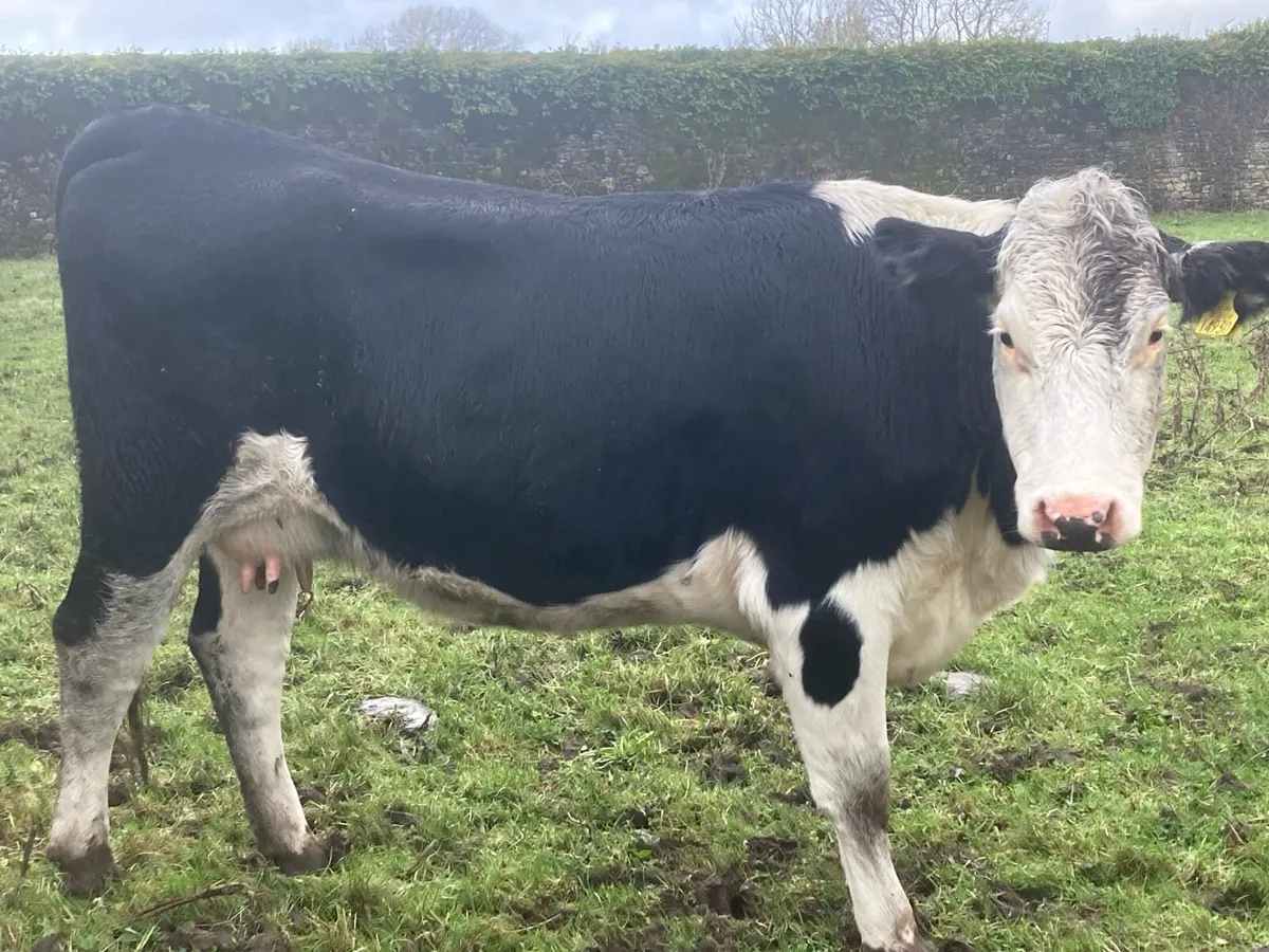 Calved heifer - Image 4