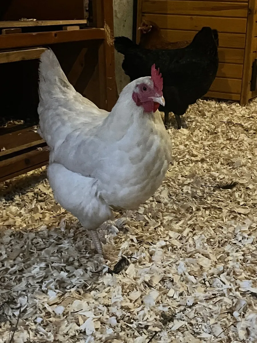 2 ducks kaki Campbell and 6 hens Young - Image 2