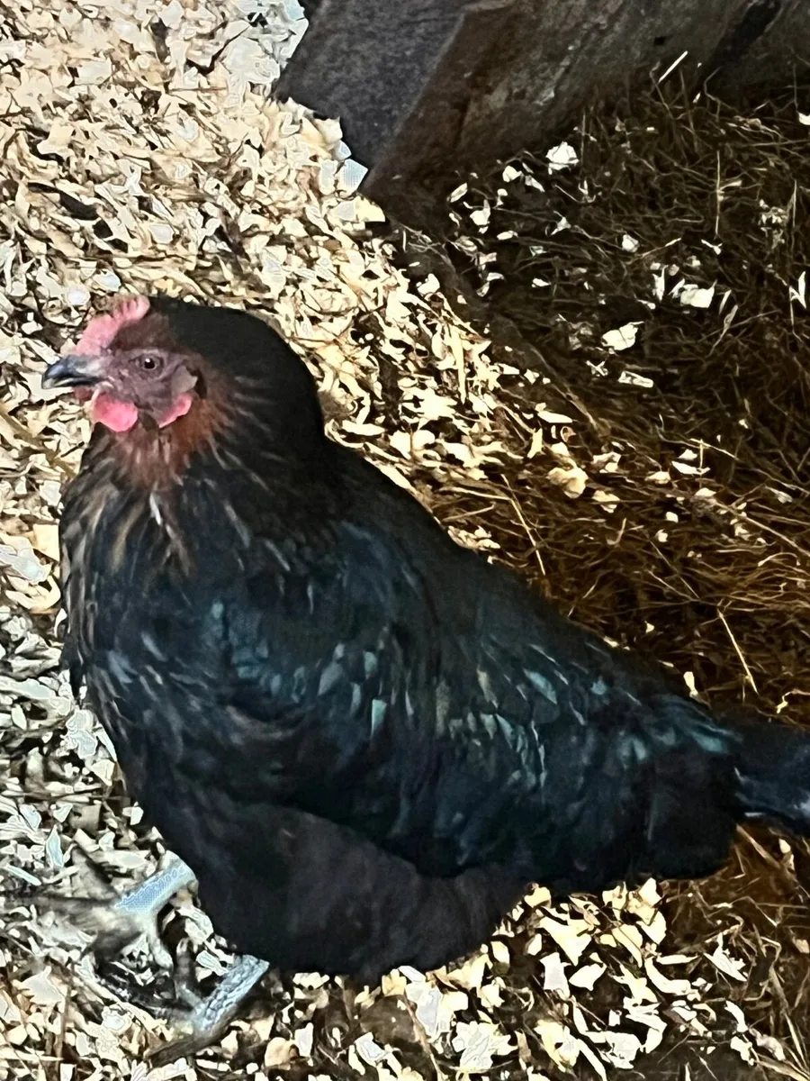 2 ducks kaki Campbell and 6 hens Young - Image 3