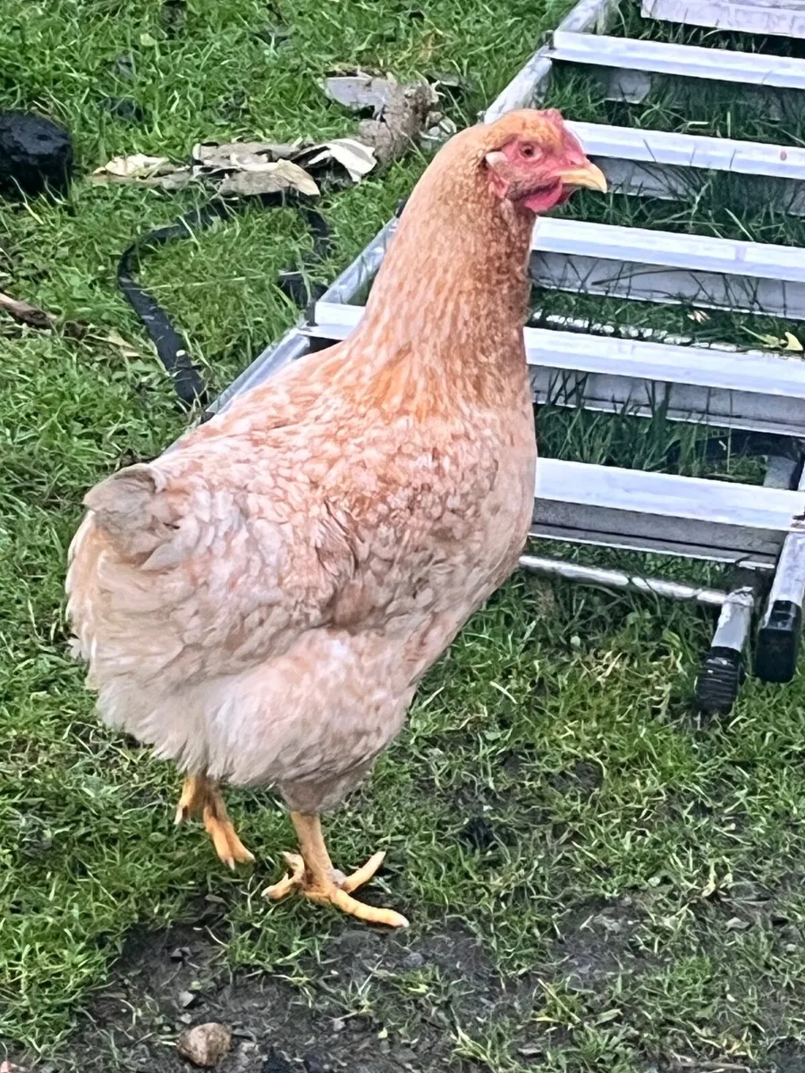 2 ducks kaki Campbell and 6 hens Young - Image 4