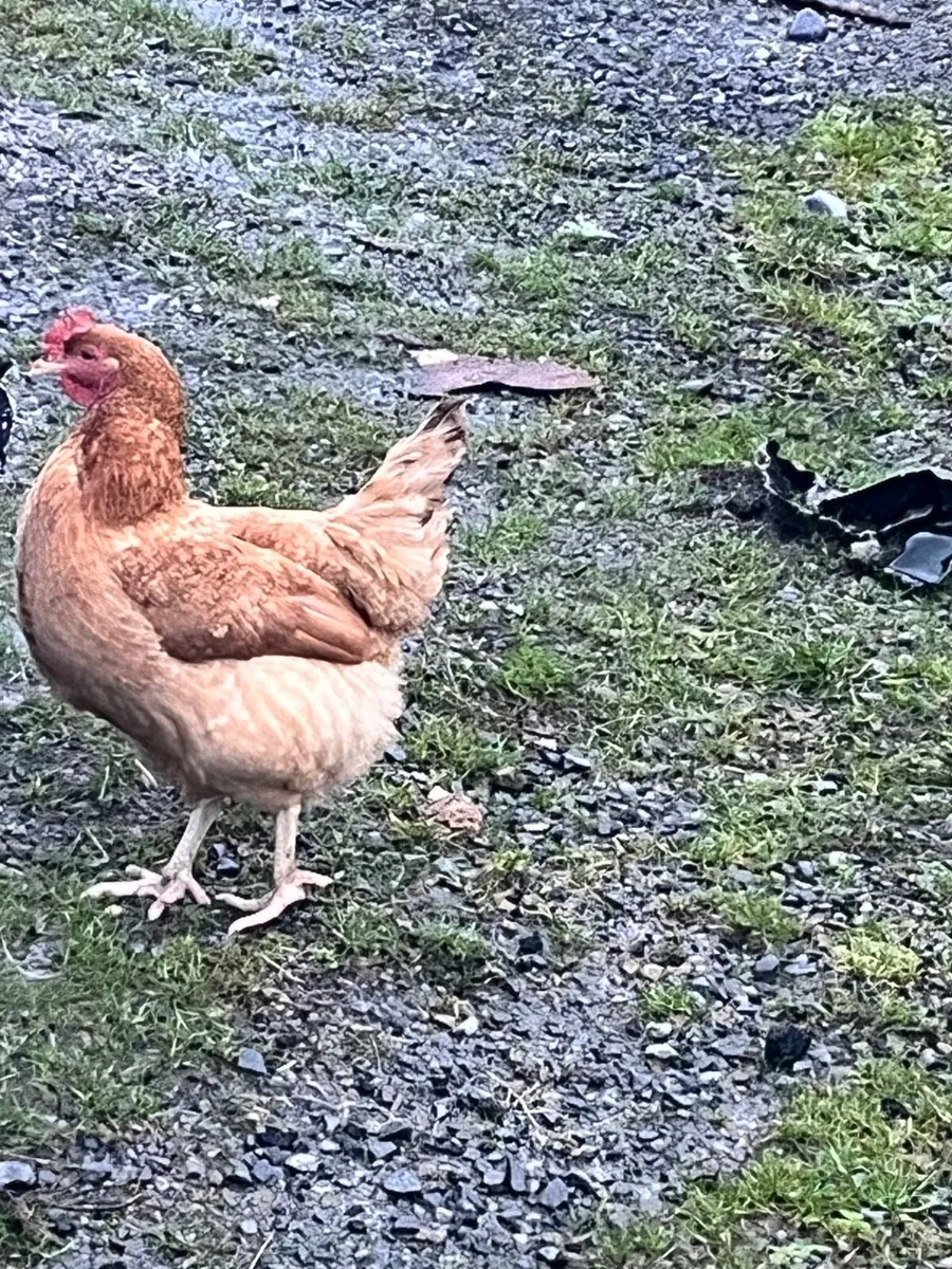 6 hens Young - Image 1