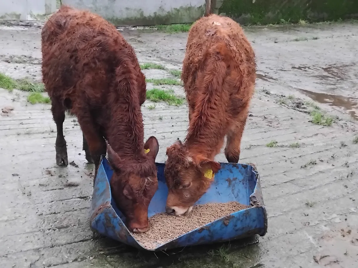 2 outwintered limousin bull weanlings - Image 1