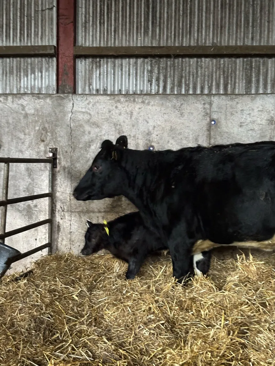 AA x fr heifer with AA bull calf at foot - Image 2