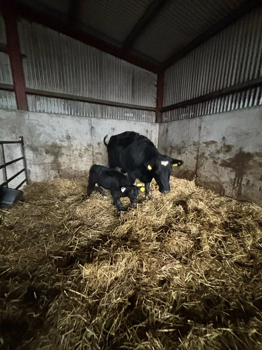 AA x fr heifer with AA bull calf at foot - Image 3