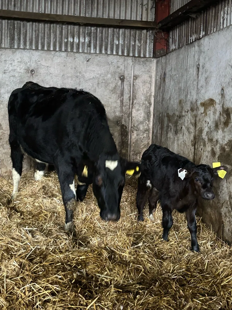 AA x fr heifer with AA bull calf at foot - Image 4