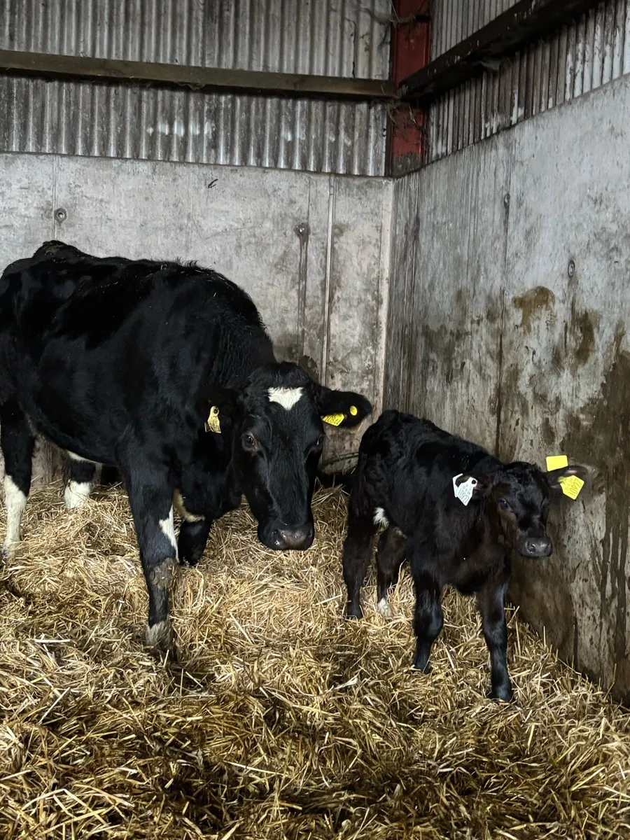 AA x fr heifer with AA bull calf at foot - Image 1