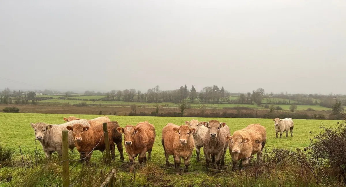 Bull Weanlings - Image 1