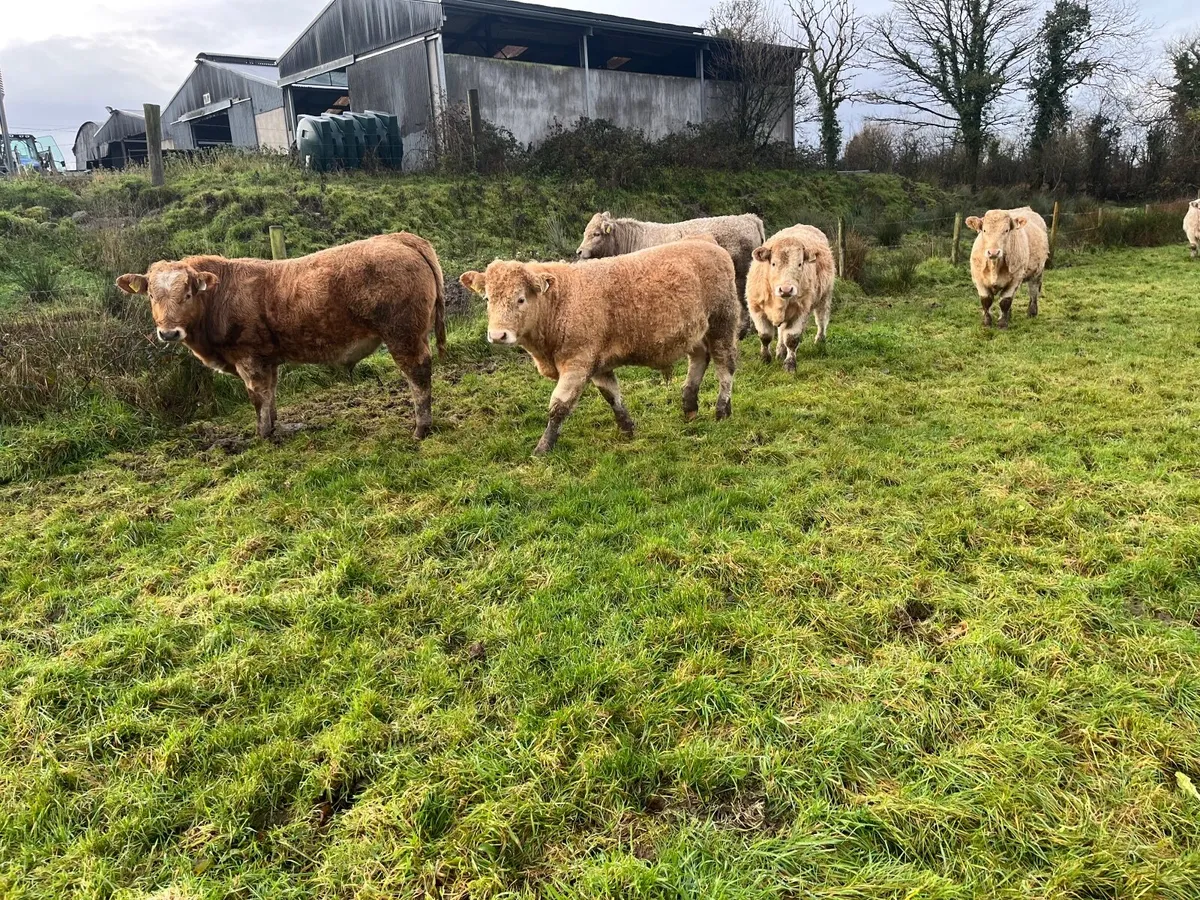 Bull Weanlings - Image 2